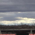 13_50-mast.jpg