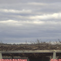 15_10-mast.jpg
