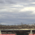 15_15-mast.jpg