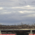 15_20-mast.jpg