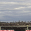 15_25-mast.jpg