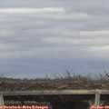 15_30-mast.jpg