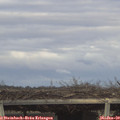 15_35-mast.jpg