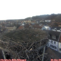 17_00-nest.jpg