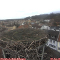 09_50-nest.jpg