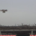 11_50-mast.jpg