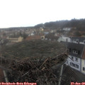 11_50-nest.jpg