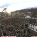 12_55-nest.jpg