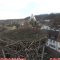 13_15-nest.jpg