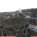 13_20-nest.jpg
