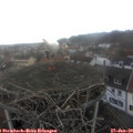 13_35-nest.jpg