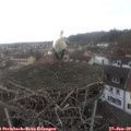 13_50-nest.jpg
