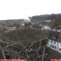 14_10-nest.jpg