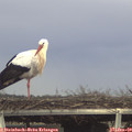 14_25-mast.jpg