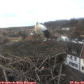 14_25-nest.jpg
