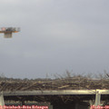 14_30-mast.jpg