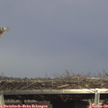 14_35-mast.jpg