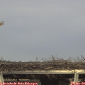 14_40-mast.jpg