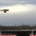 14_55-mast.jpg