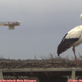16_20-mast.jpg