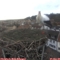 16_25-nest.jpg