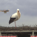 16_30-mast.jpg