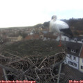 16_30-nest.jpg