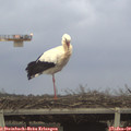 16_35-mast.jpg