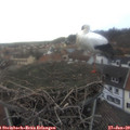 16_35-nest.jpg