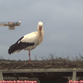 16_50-mast.jpg