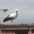 16_55-mast.jpg