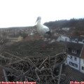 16_55-nest.jpg