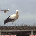 17_00-mast.jpg