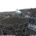17_00-nest.jpg