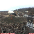08_05-nest.jpg
