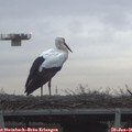 08_20-mast.jpg
