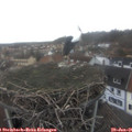 08_50-nest.jpg