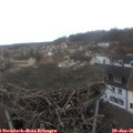 09_00-nest.jpg