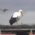 09_25-mast.jpg