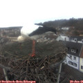 09_35-nest.jpg