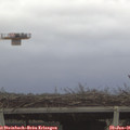 09_50-mast.jpg