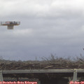 10_45-mast.jpg