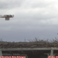 10_50-mast.jpg