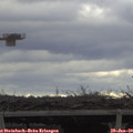 13_50-mast.jpg