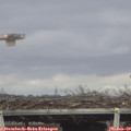 14_00-mast.jpg