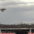 14_15-mast.jpg