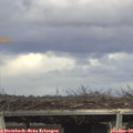 14_55-mast.jpg
