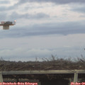 17_05-mast.jpg