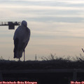 08_55-mast.jpg