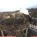 09_20-nest.jpg